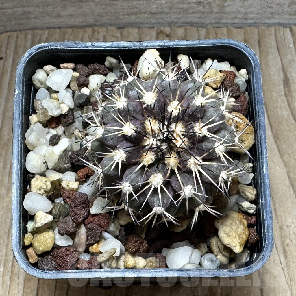 SHPR31273 Copiapoa megarhiza – Image 2