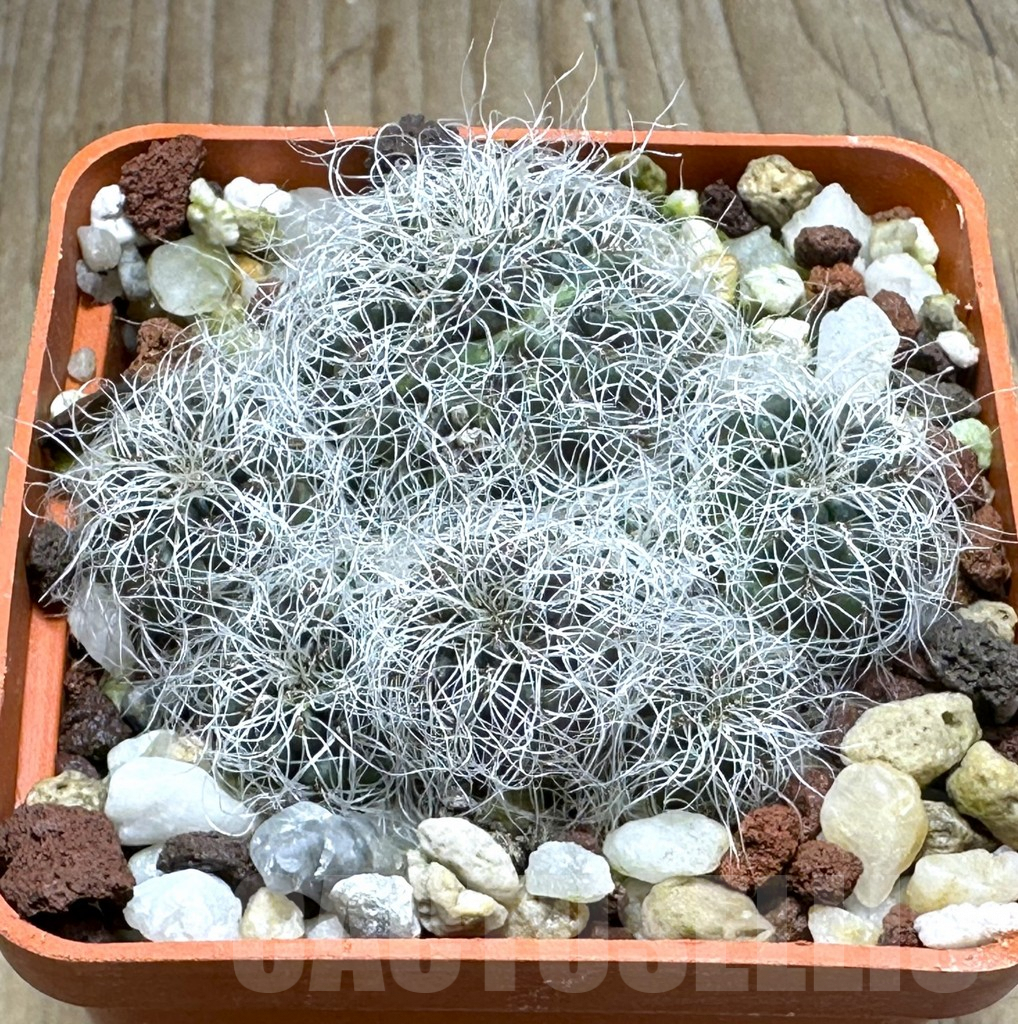 SHPR31274 Sulcorebutia gerosenilis