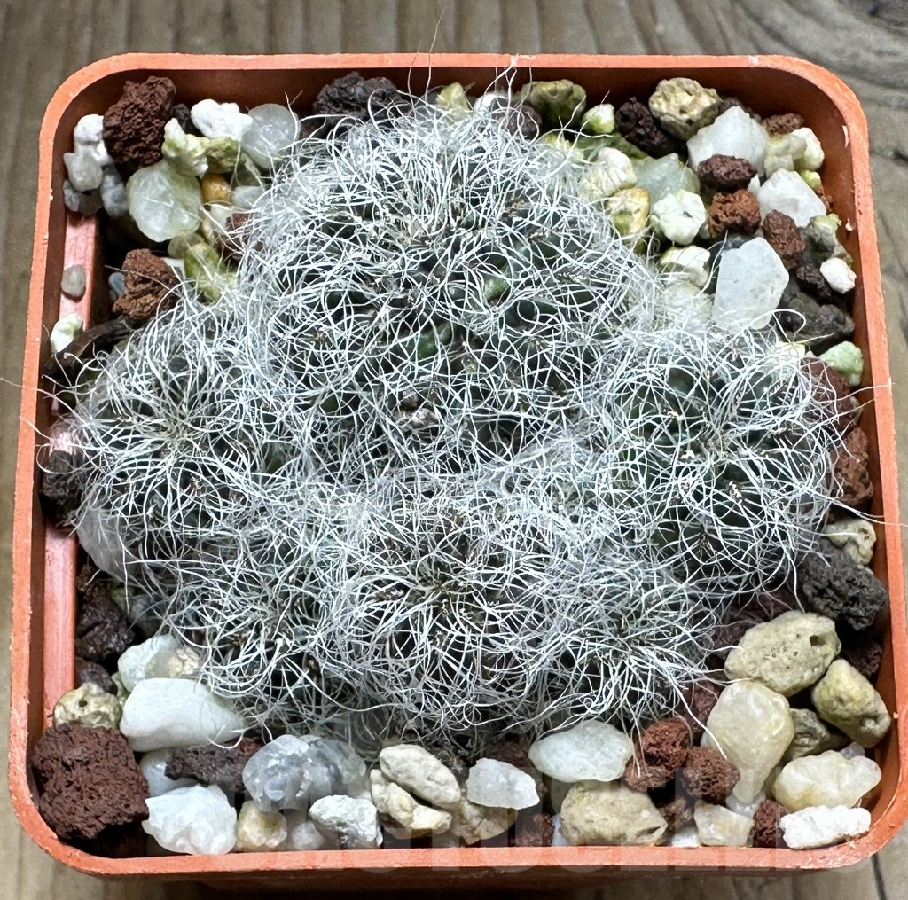 SHPR31274 Sulcorebutia gerosenilis – Image 2