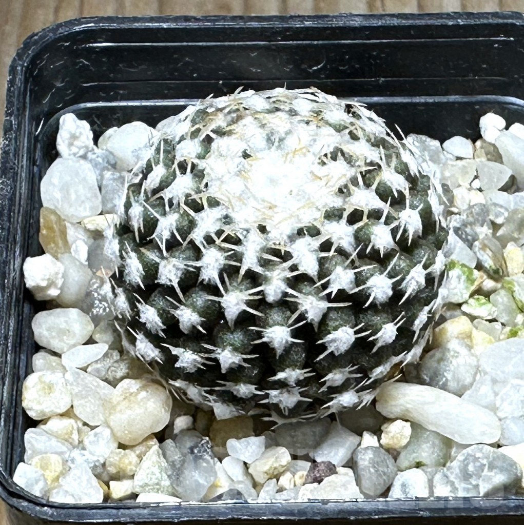 SHPR31275 Thelocephala malleolata WMO13