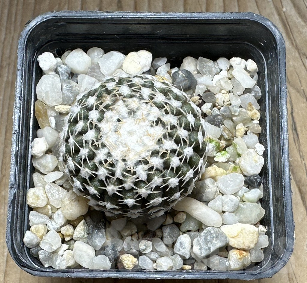 SHPR31275 Thelocephala malleolata WMO13 - Imagen 2