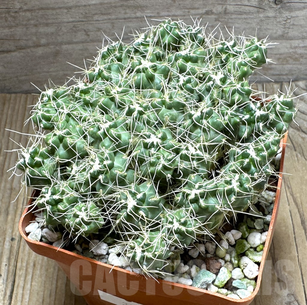 SHPR31276 Puna subterranea v. incahuasi