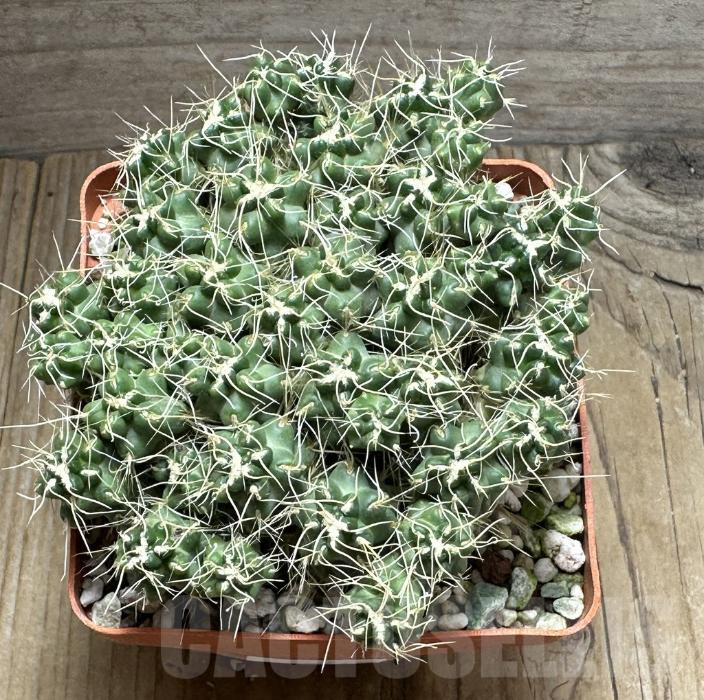 SHPR31276 Puna subterranea v. incahuasi - Imagen 2