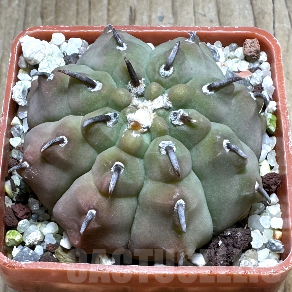 SHPR31277 Gymnocalycium vatteri v. unguispinum