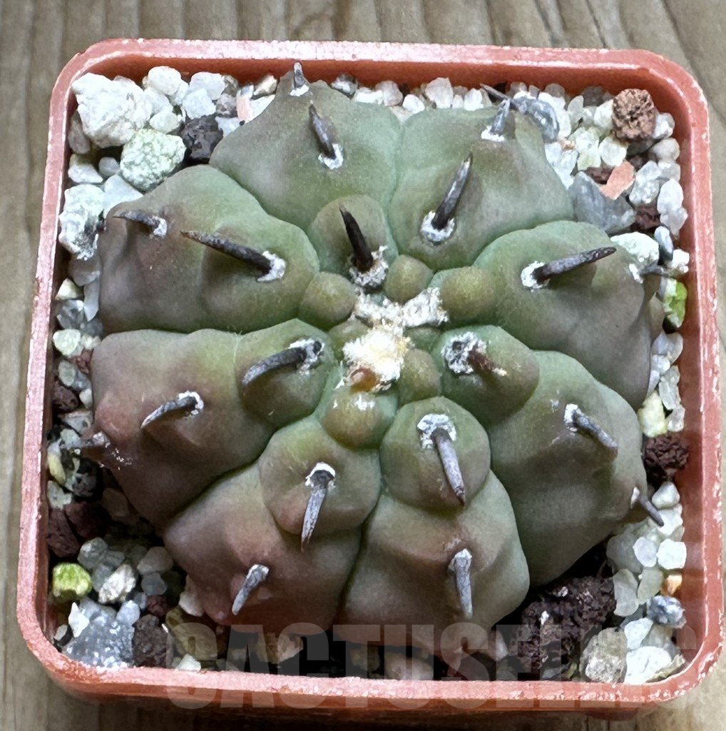 SHPR31277 Gymnocalycium vatteri v. unguispinum - 画像 (2)