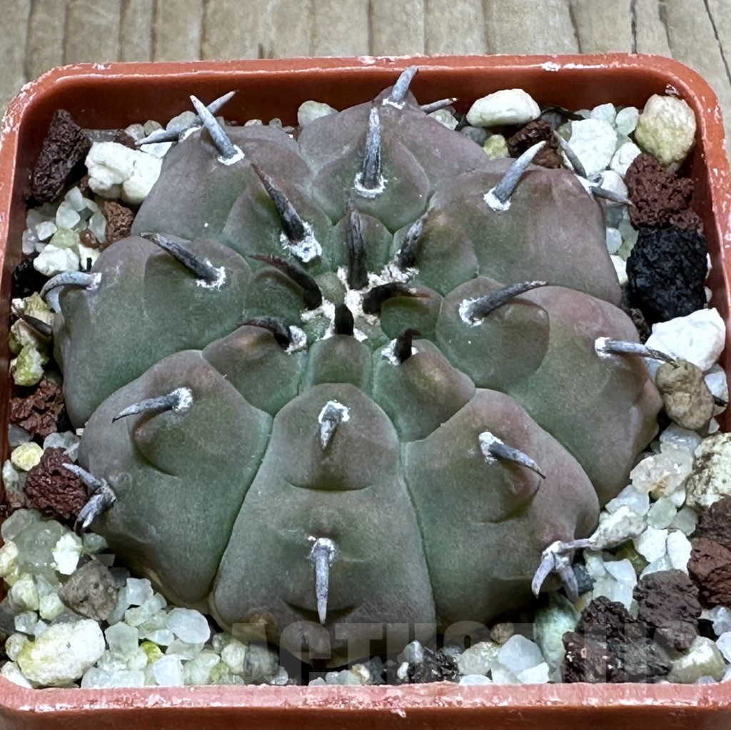 SHPR31278 Gymnocalycium vatteri v. unguispinum