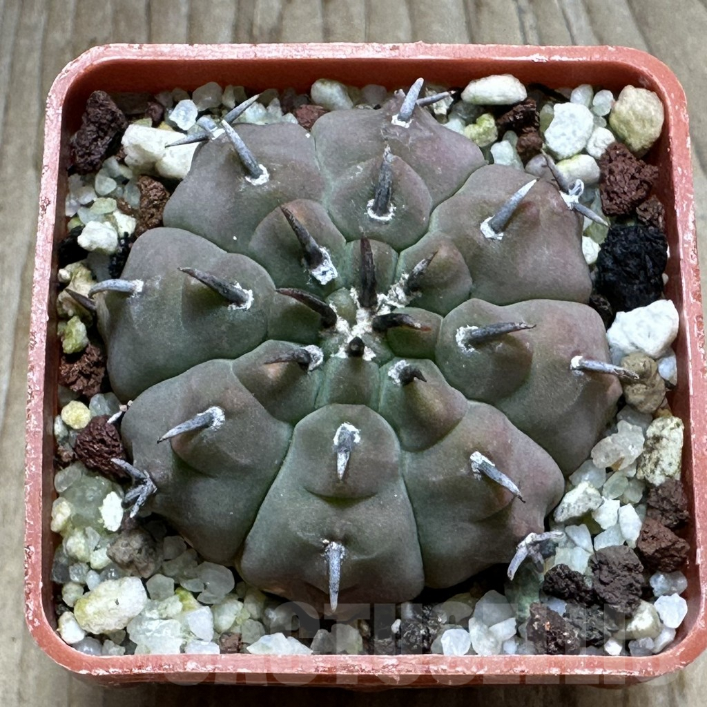 SHPR31278 Gymnocalycium vatteri v. unguispinum - 画像 (2)