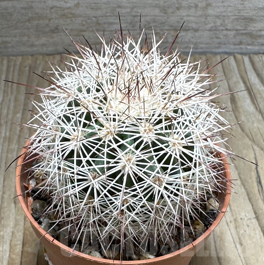 SHPR31355 Echinocereus dasyacanthus