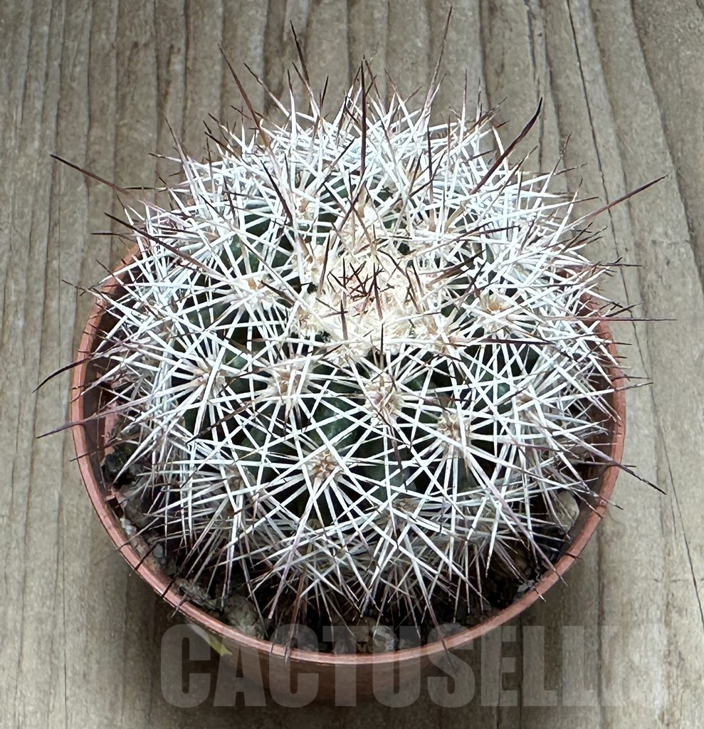 SHPR31355 Echinocereus dasyacanthus - Image 2