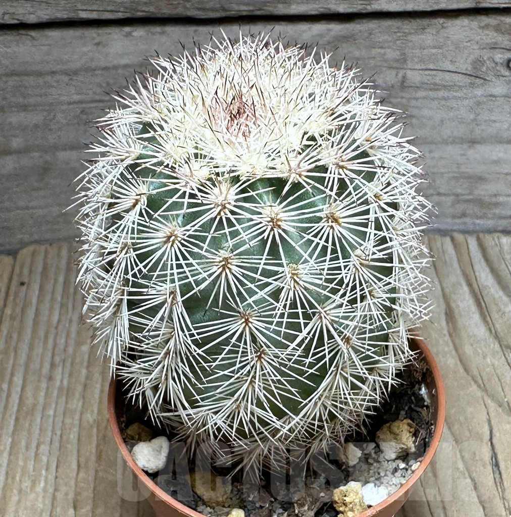 SHPR31356 Echinocereus dasyacanthus