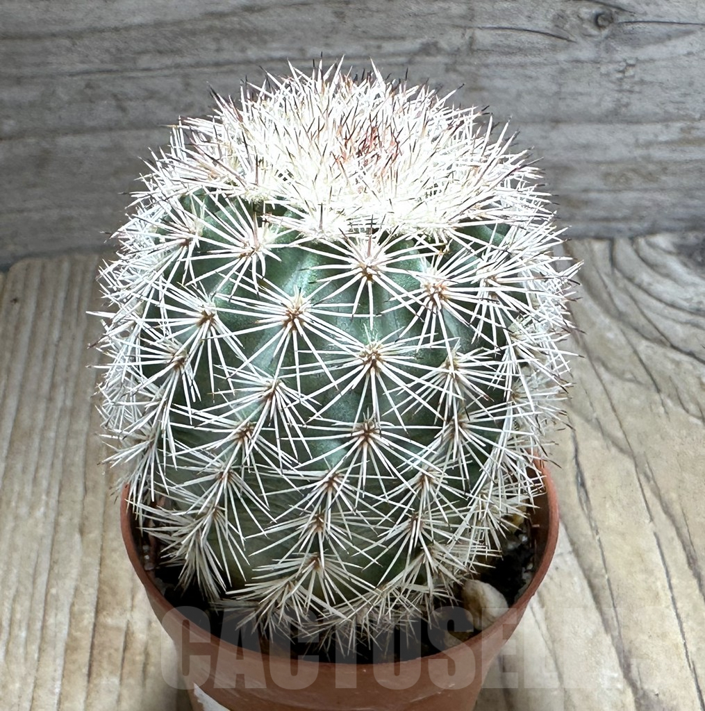 SHPR31356 Echinocereus dasyacanthus - immagine 2