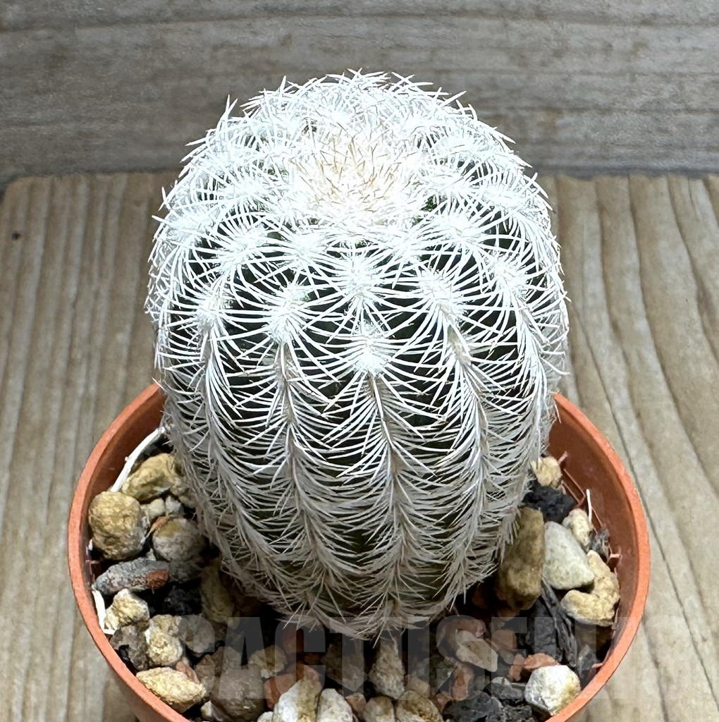 SHPR31357 Echinocereus reichenbachii v. albispinus