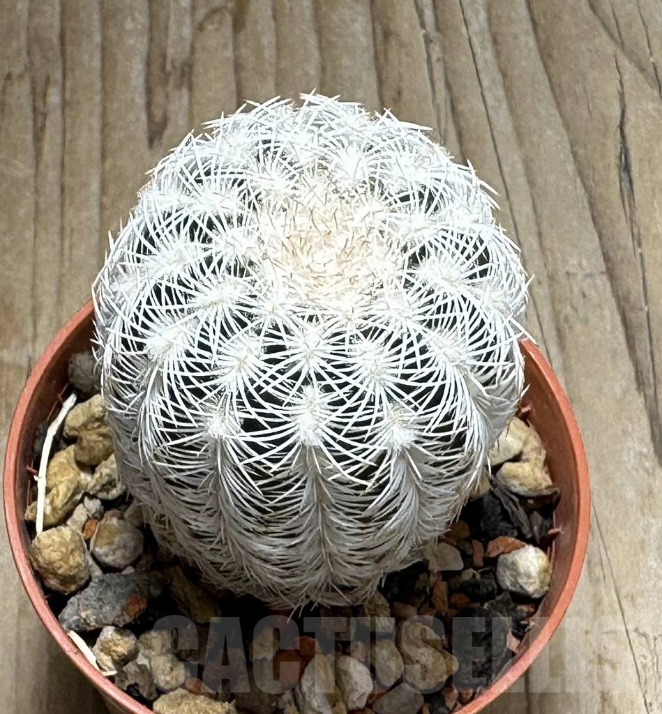 SHPR31357 Echinocereus reichenbachii v. albispinus - Image 2