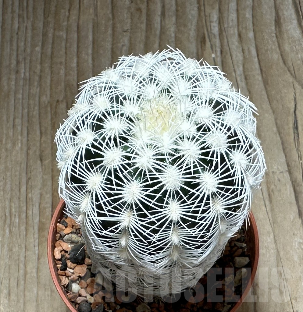 SHPR31358 Echinocereus reichenbachii v. albispinus - immagine 2