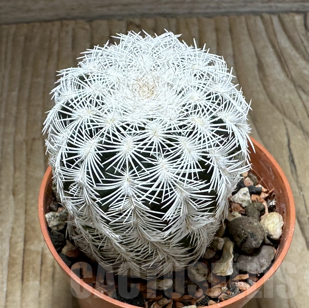 SHPR31359 Echinocereus reichenbachii v. albispinus