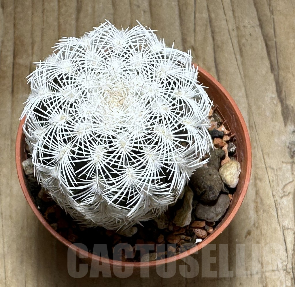 SHPR31359 Echinocereus reichenbachii v. albispinus - Image 2