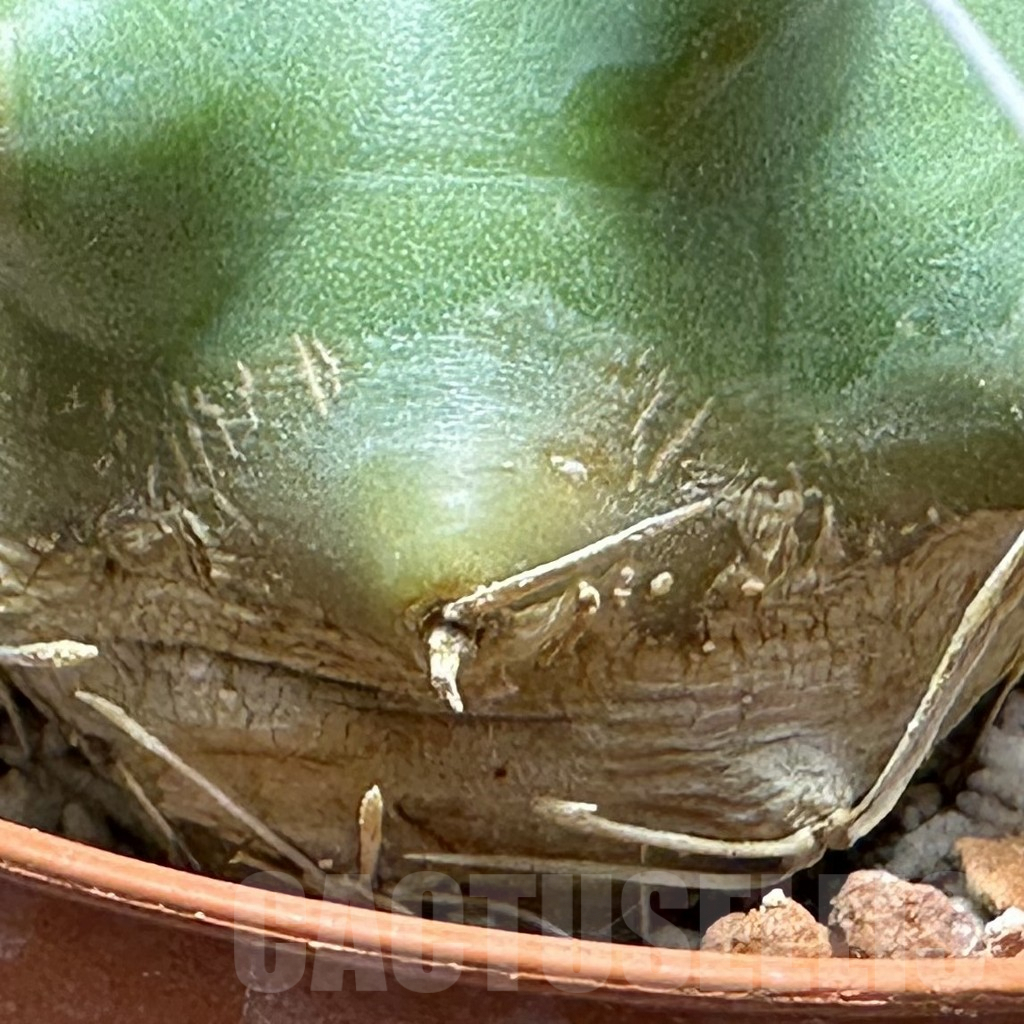 SHPR31362 Echinocereus triglochidiatus - Obrázek 2