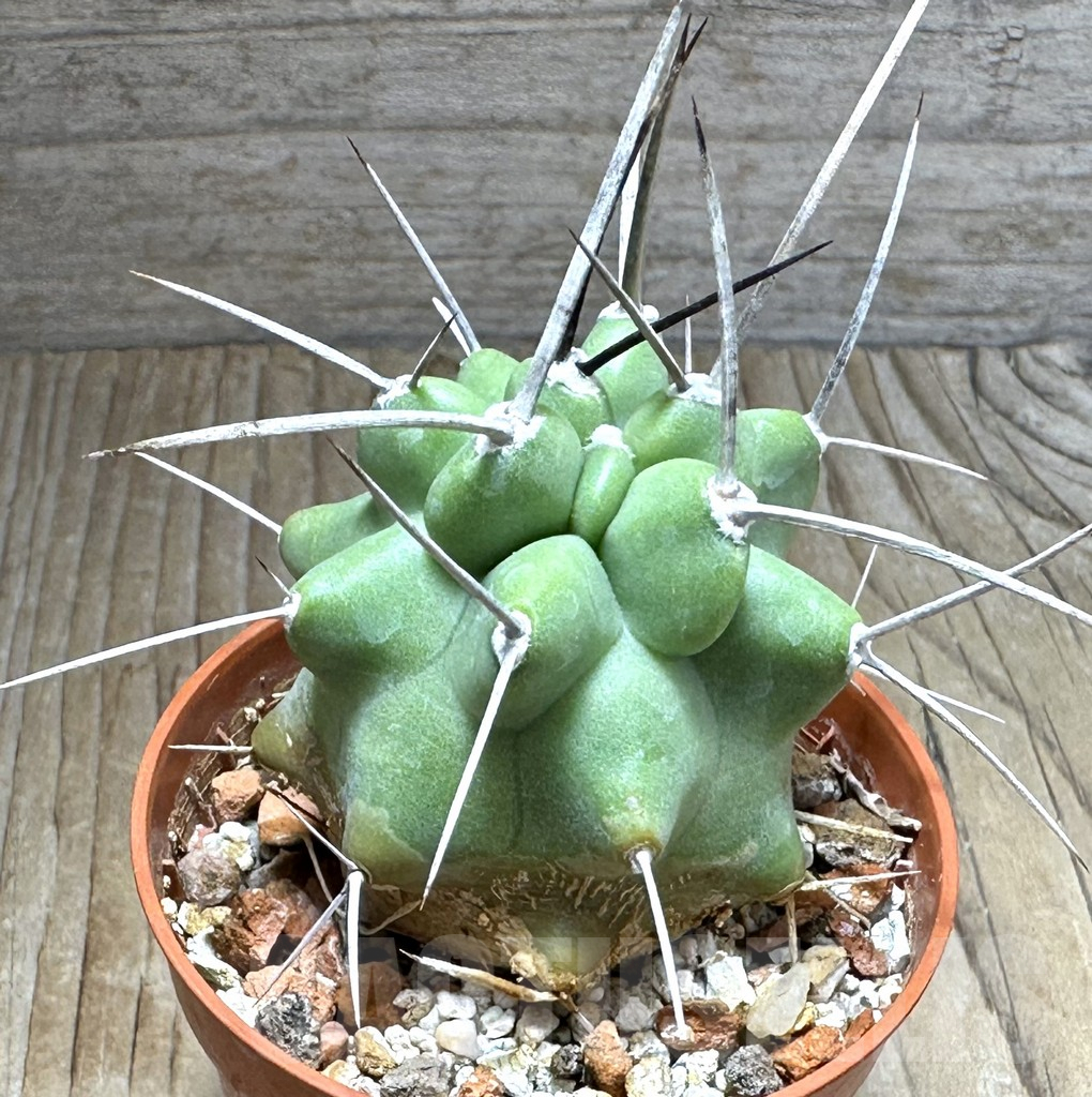 SHPR31362 Echinocereus triglochidiatus