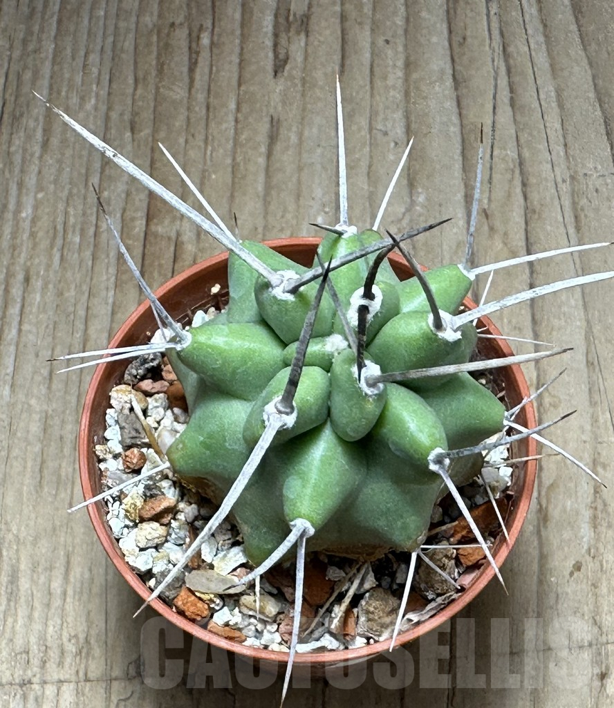 SHPR31362 Echinocereus triglochidiatus - Obrázek 3