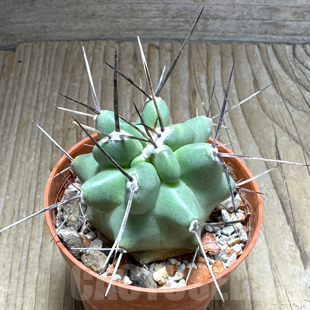 SHPR31363 Echinocereus triglochidiatus