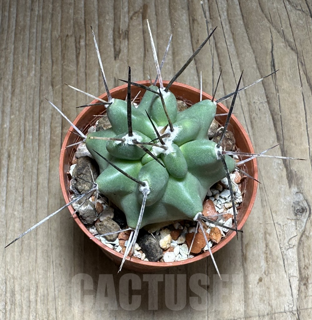 SHPR31363 Echinocereus triglochidiatus - 画像 (2)