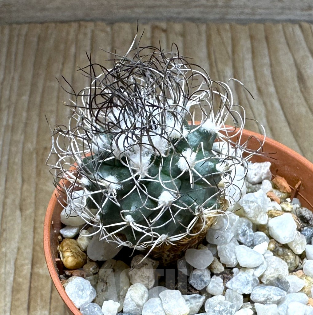 SHPR31364 Turbinicarpus pseudomacrochele - 画像 (2)