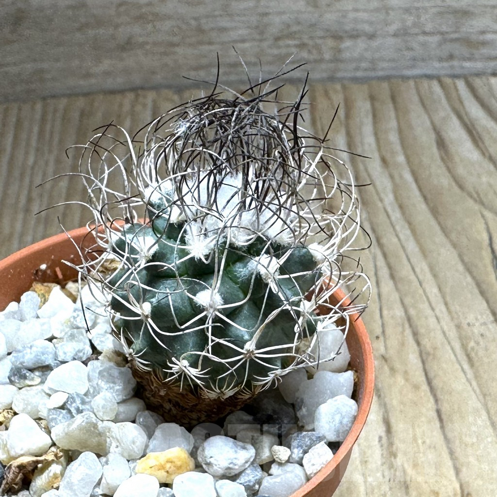 SHPR31364 Turbinicarpus pseudomacrochele