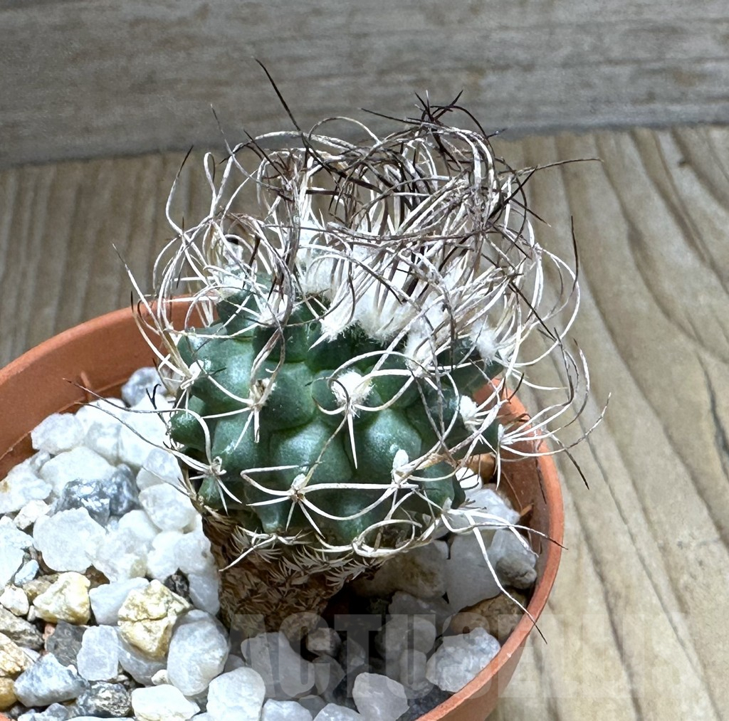 SHPR31365 Turbinicarpus pseudomacrochele - 画像 (2)