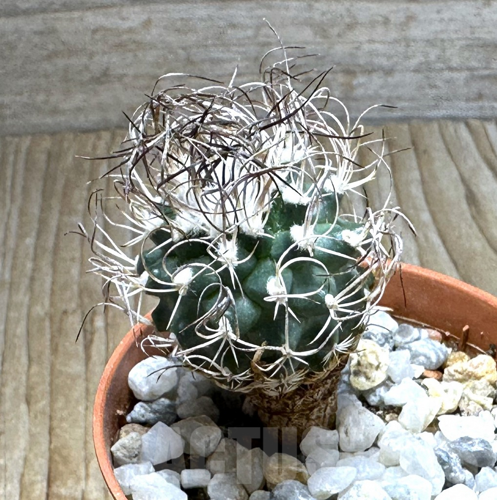 SHPR31365 Turbinicarpus pseudomacrochele