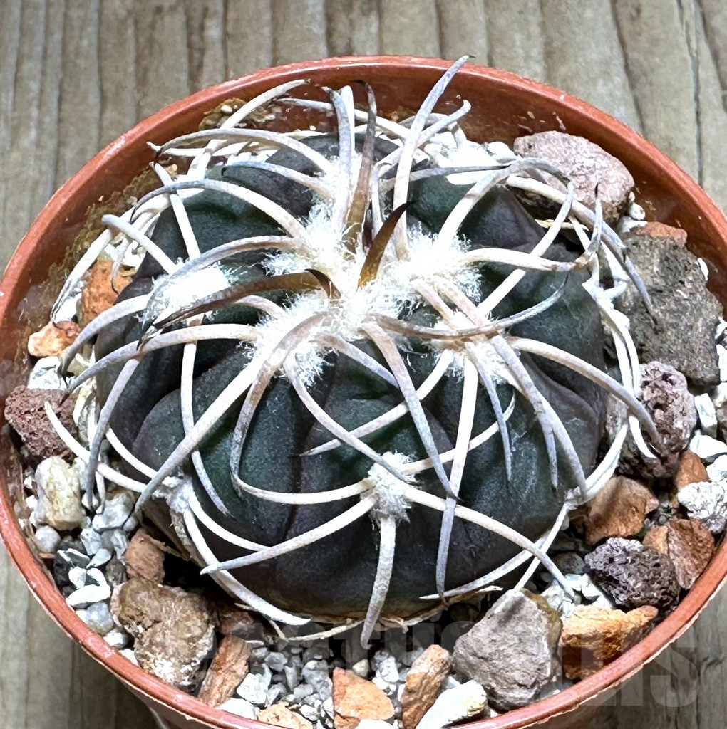 SHPR31368 Gymnocalycium spegazzinii -EL Obelisco-