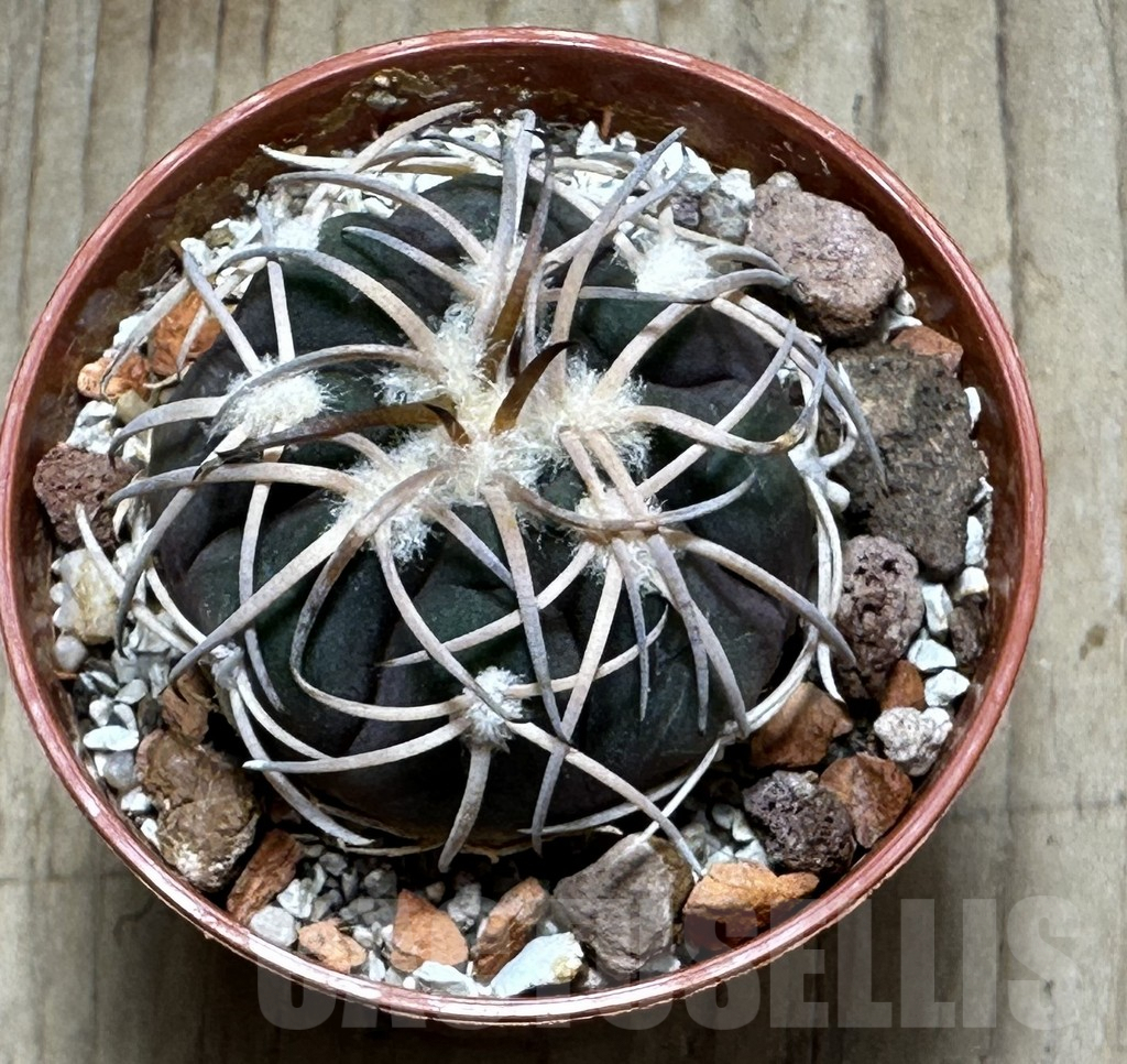 SHPR31368 Gymnocalycium spegazzinii -EL Obelisco- - Imagen 2