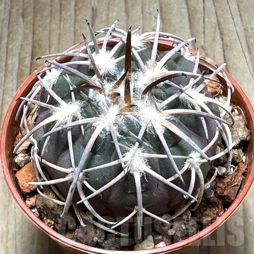SHPR31369 Gymnocalycium spegazzinii -EL Obelisco-