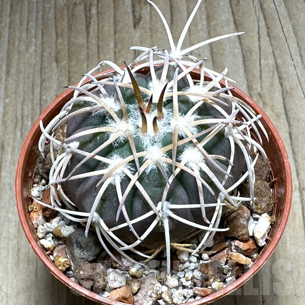 SHPR31370 Gymnocalycium spegazzinii -EL Obelisco-