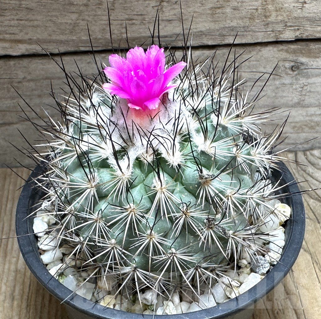 SHPR31371 Gymnocactus viereckii