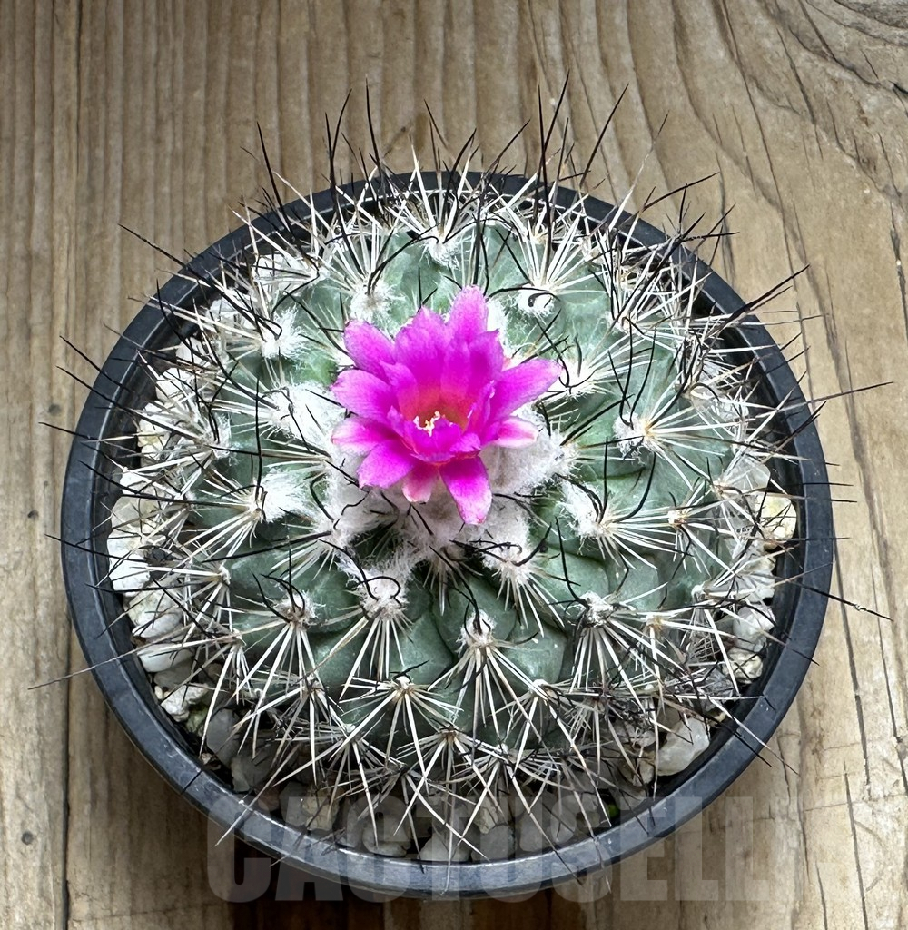 SHPR31371 Gymnocactus viereckii - Image 2