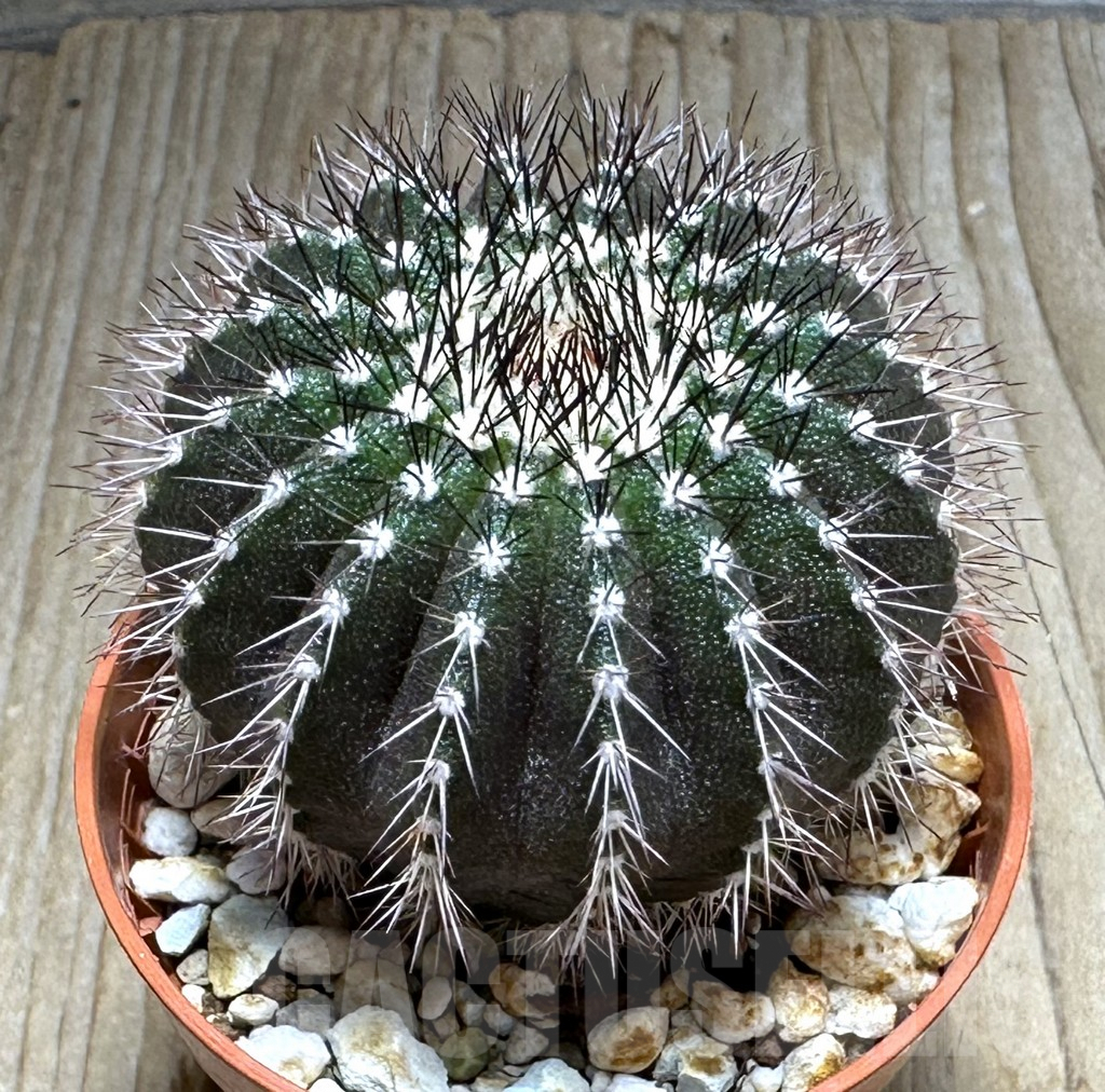 SHPR31372 Uebelmannia pectinifera, own roots