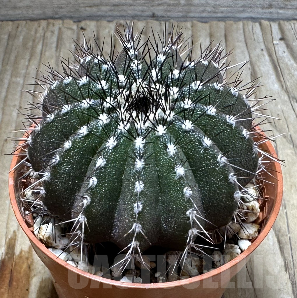 SHPR31373 Uebelmannia pectinifera, own roots