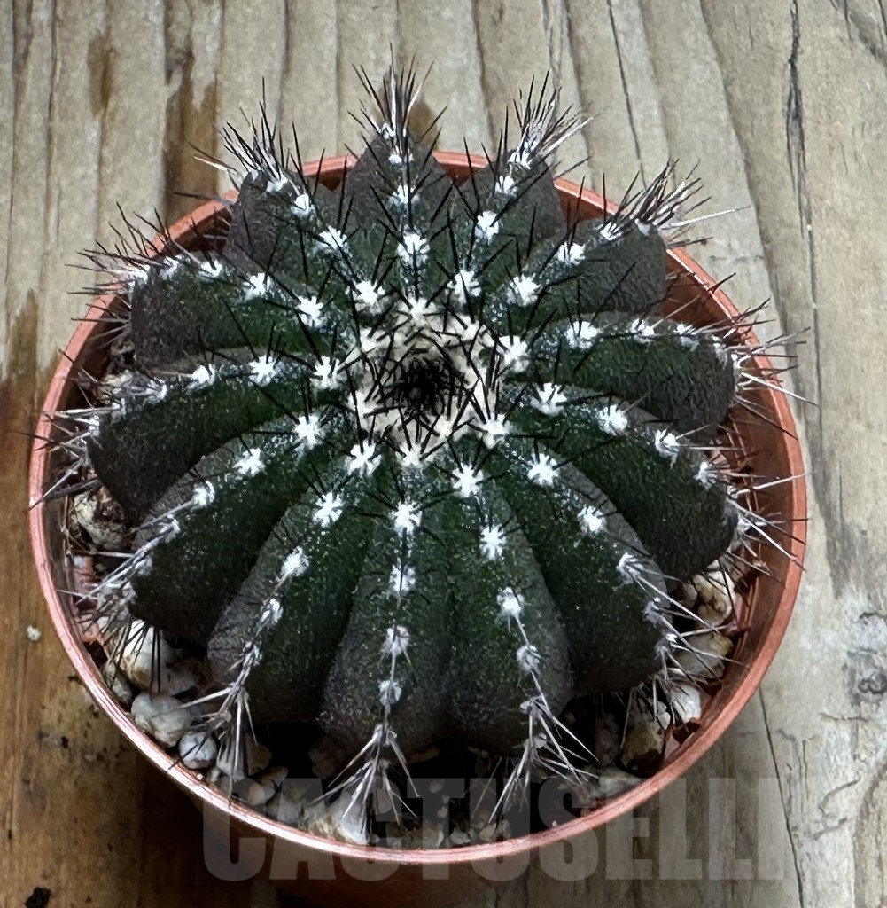 SHPR31373 Uebelmannia pectinifera, own roots - 画像 (2)