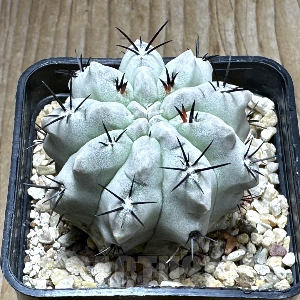 SHPR31375 Neochilenia paucicostata ‘Blue form’