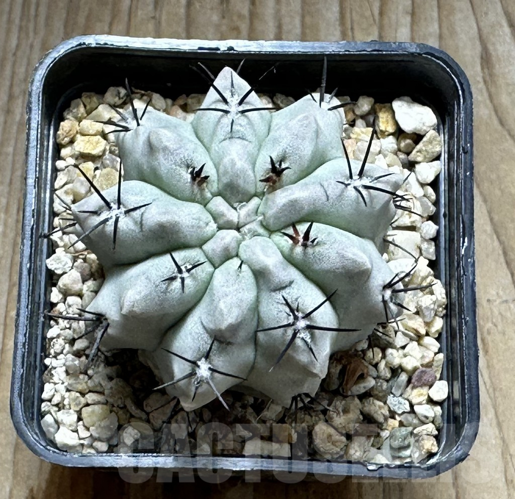 SHPR31375 Neochilenia paucicostata ‘Blue form’ - 画像 (2)