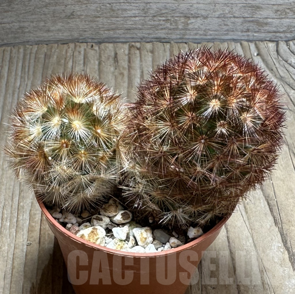 SHPR31377 Mammillaria carmenae f. rubrispina - Obrázek 2