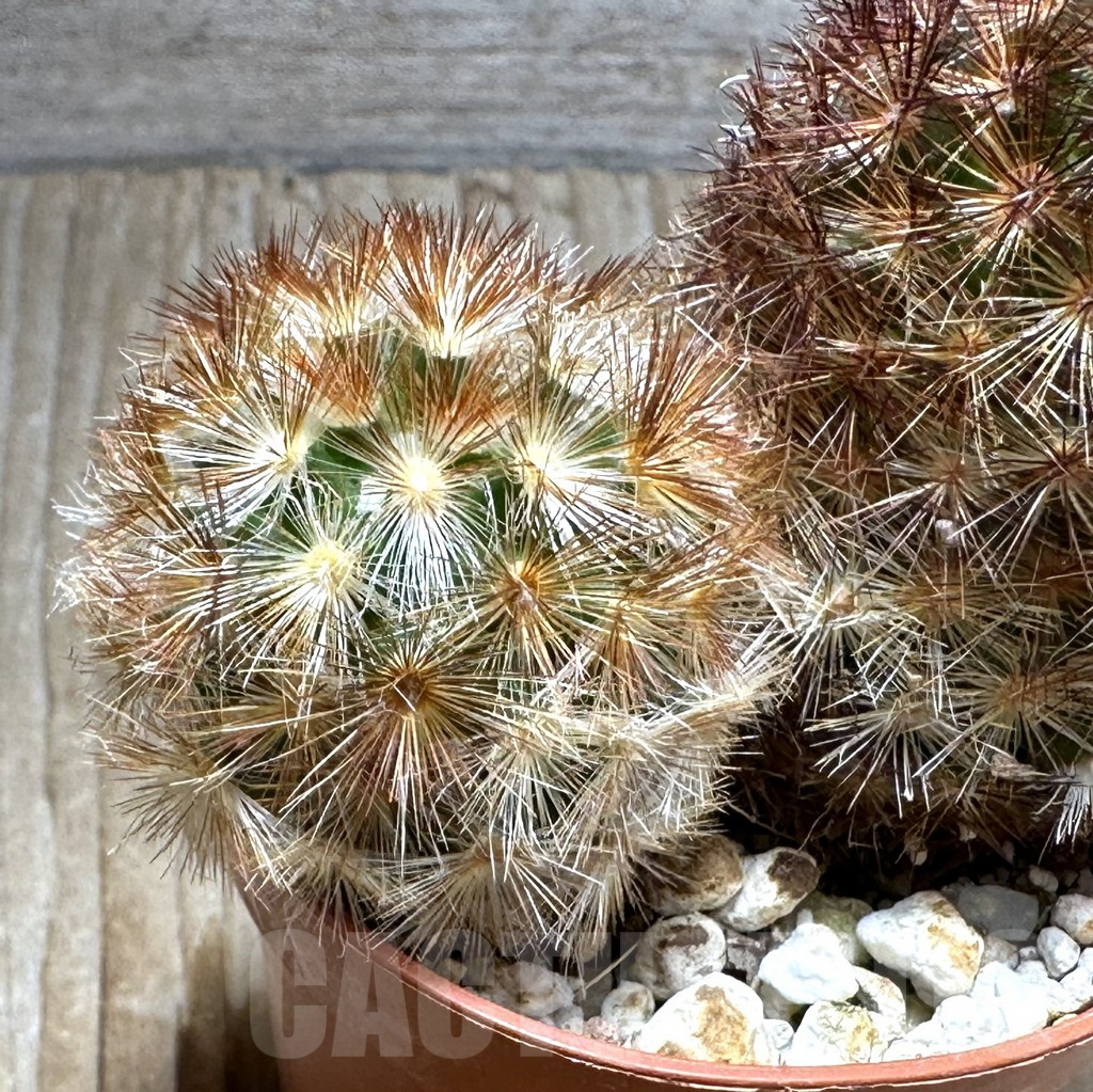 SHPR31377 Mammillaria carmenae f. rubrispina