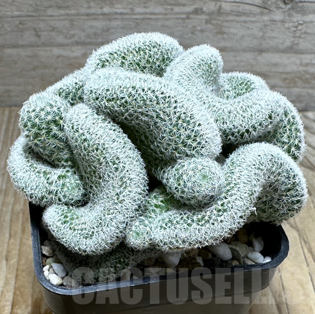 SHPR31378 Mammillaria geminispina v. nobilis f. cristata