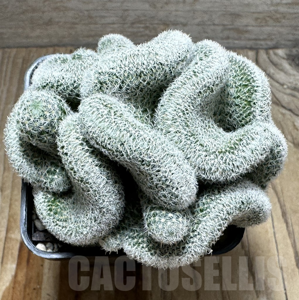 SHPR31378 Mammillaria geminispina v. nobilis f. cristata - Obrázek 2