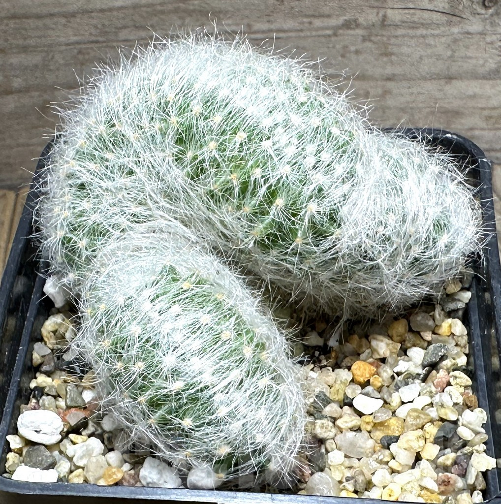 SHPR31379 Mammillaria baumii f. cristata