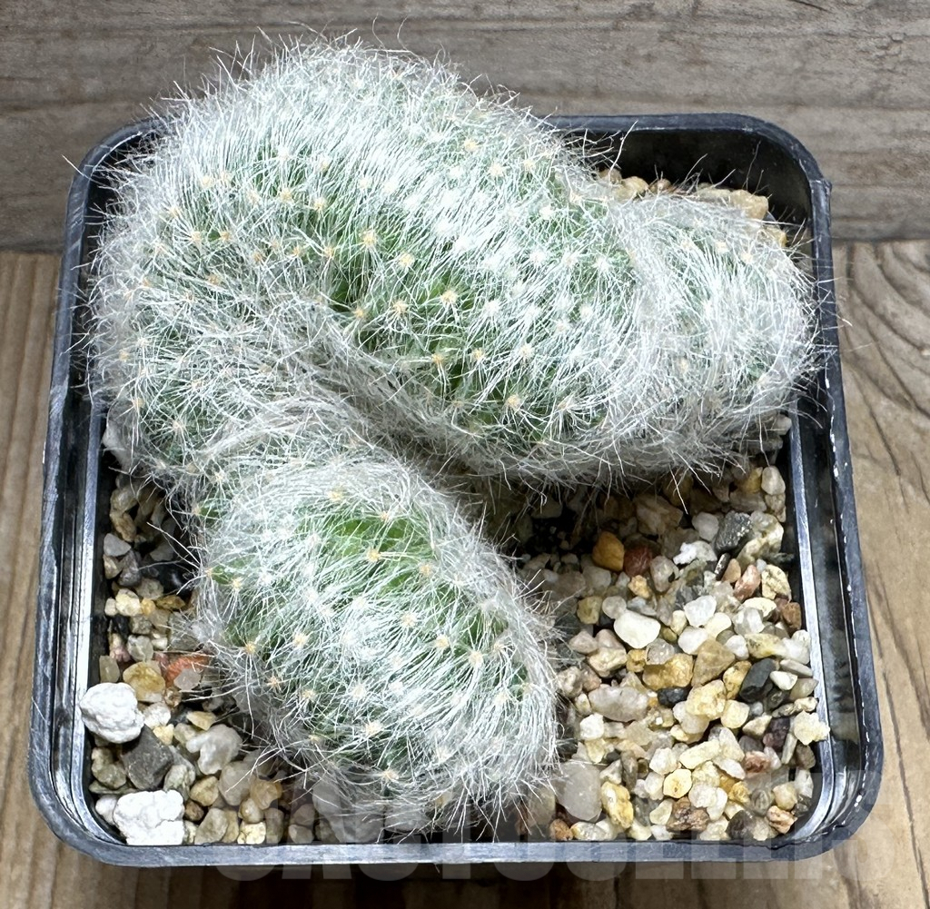 SHPR31379 Mammillaria baumii f. cristata - Obrázek 2