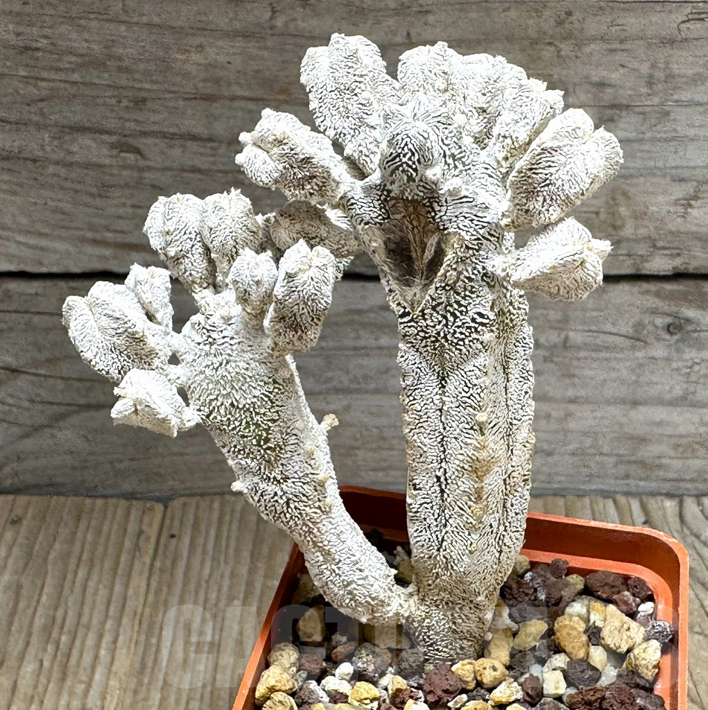 SHPR31380 Astrophytum myriostigma ‘Onzuka’ hybrid - Obrázek 2