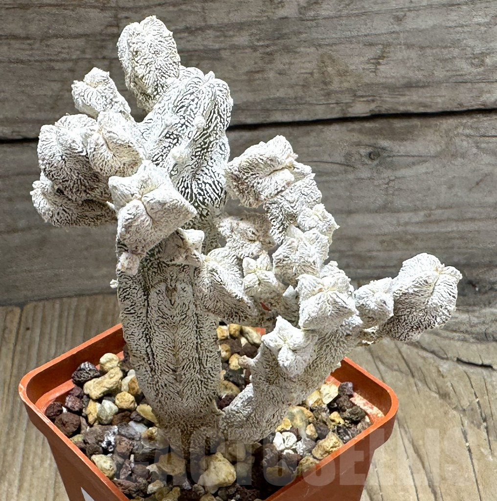 SHPR31380 Astrophytum myriostigma ‘Onzuka’ hybrid