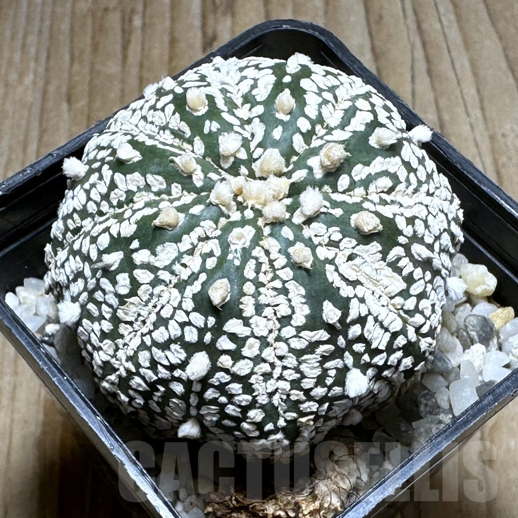SHPR31381 Astrophytum asterias ‘Super Kabuto’