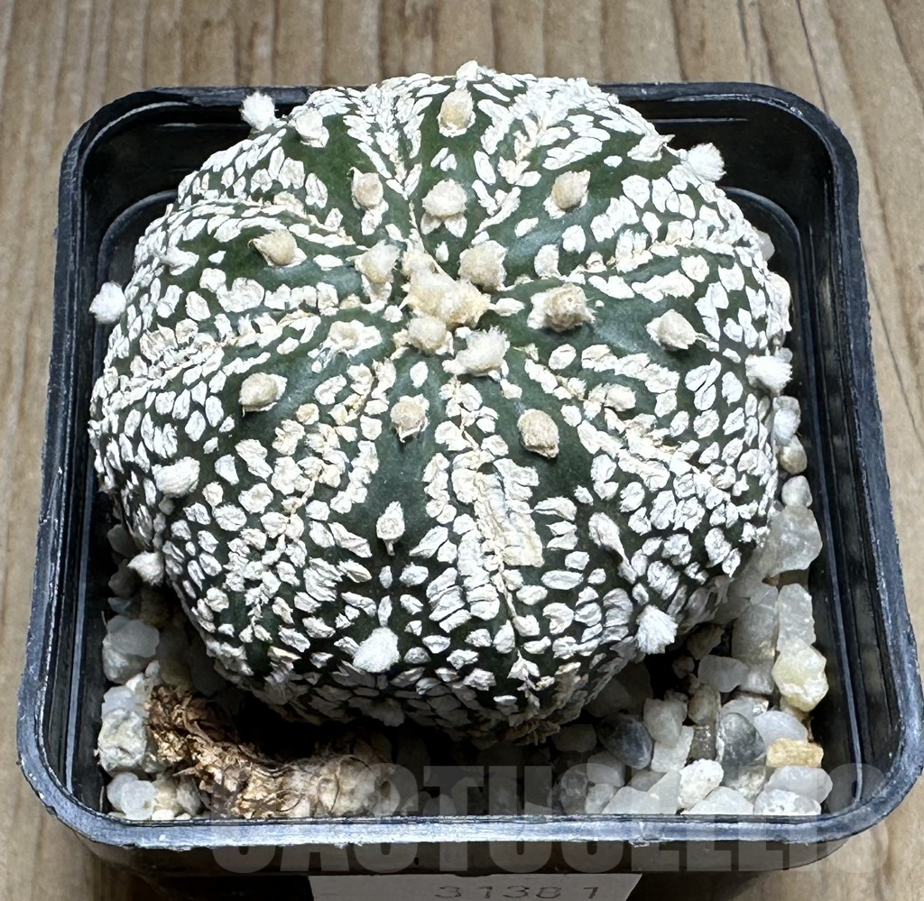 SHPR31381 Astrophytum asterias ‘Super Kabuto’ – Bild 2